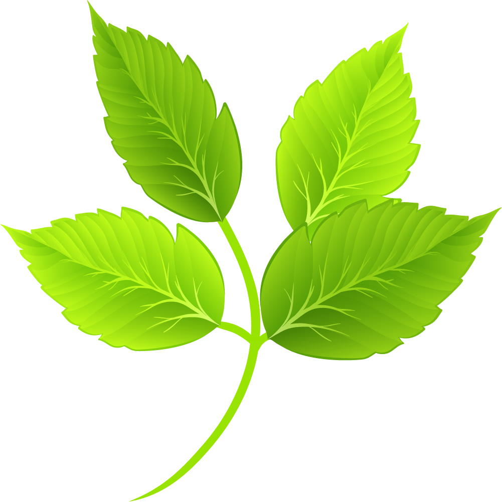 Leaf